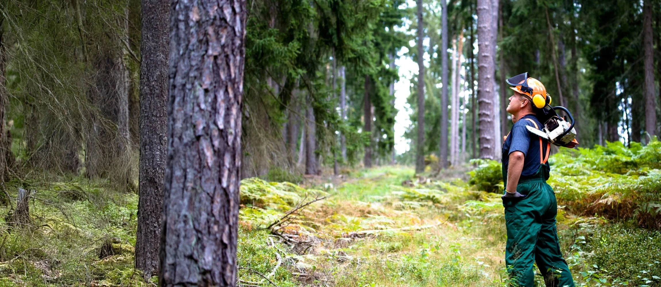 Ljepota i funkcionalnost