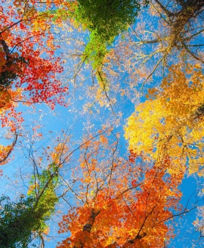 Projekt hortikulturnog uređenja vile Garić