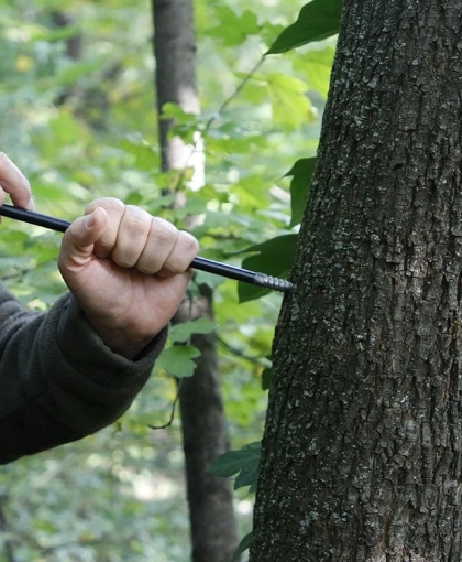 Konverzija degradiranih šuma