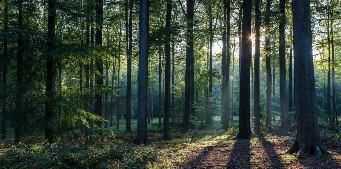 Sadnja i oblikovanje ukrasnog bilja