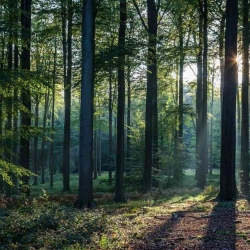 Sadnja i oblikovanje ukrasnog bilja