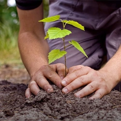 Uređenje i održavanje okućnica i zelenih površina
